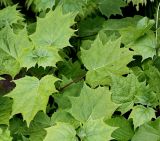 Kirengeshoma palmata