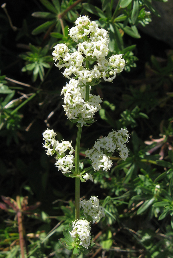 Image of Galium album specimen.