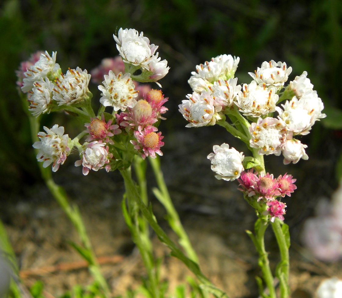 Изображение особи Antennaria dioica.