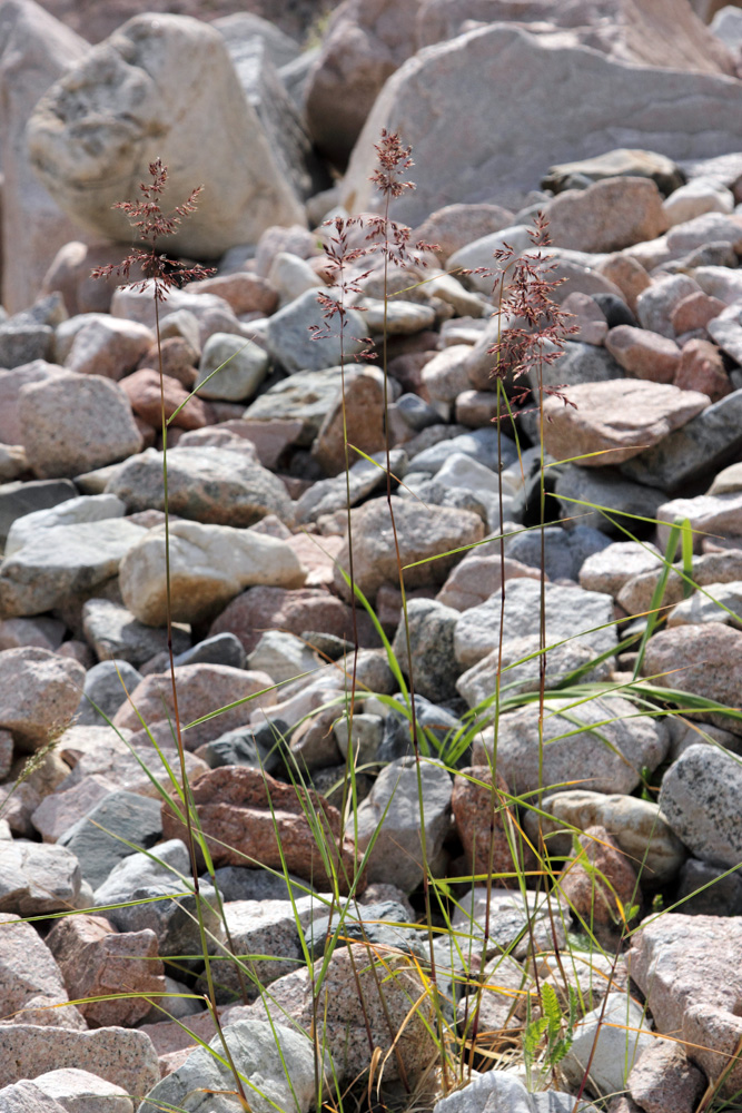 Image of Calamagrostis pseudophragmites specimen.
