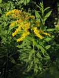 Solidago canadensis