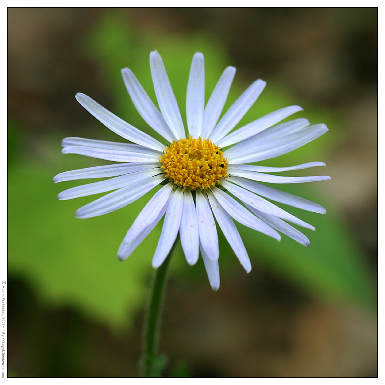 Изображение особи Aster alpinus.