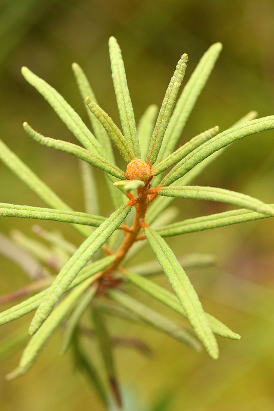 Image of Ledum palustre specimen.