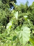 Abutilon theophrasti. Цветущее и плодоносящее растение на краю поля. Узбекистан, г. Ташкент, 30.07.2008.