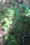 Carex rhizina