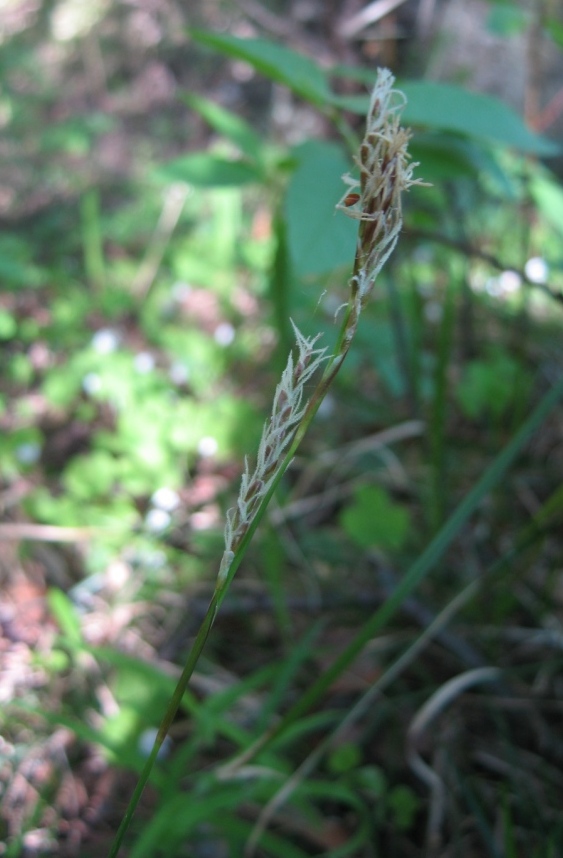 Изображение особи Carex rhizina.