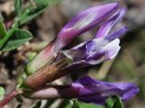 Astragalus oreades