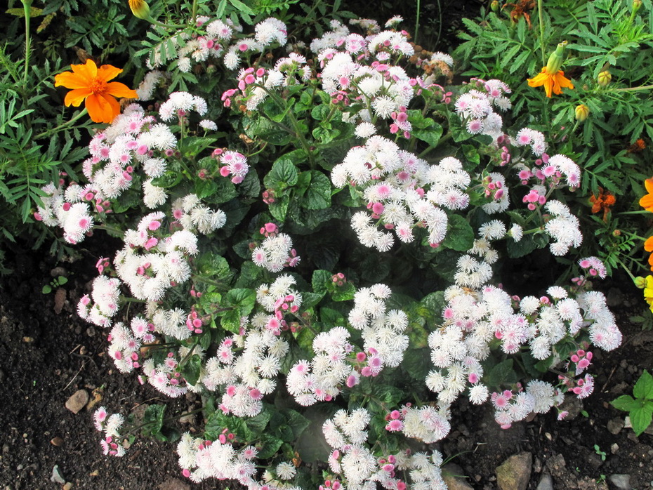 Image of Ageratum houstonianum specimen.