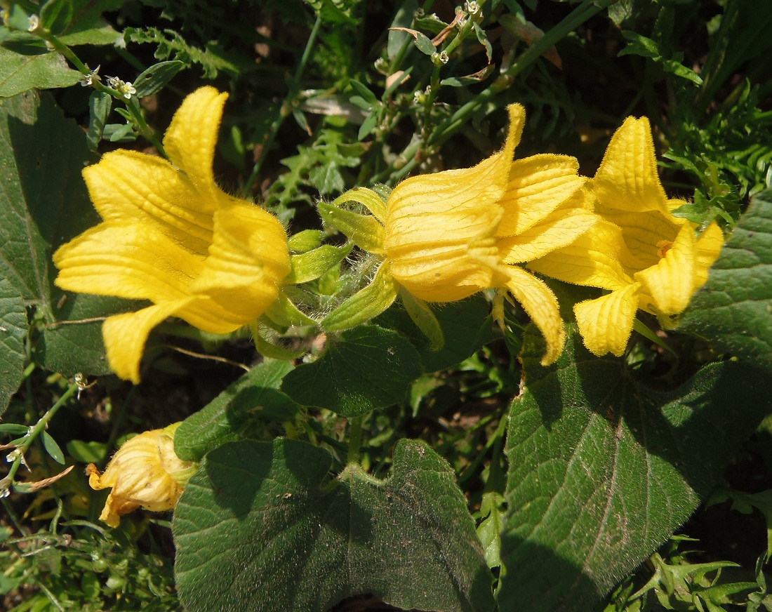 Изображение особи Thladiantha dubia.