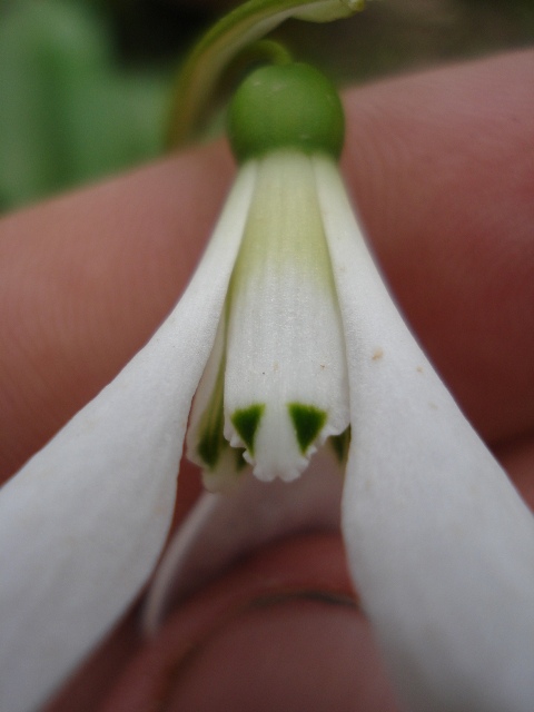 Image of Galanthus krasnovii specimen.