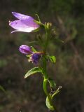 Campanula ruthenica