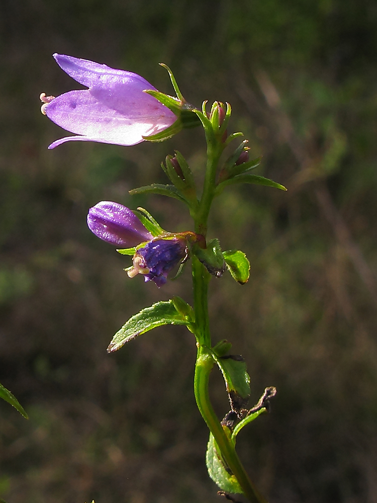 Изображение особи Campanula ruthenica.