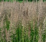 Calamagrostis epigeios