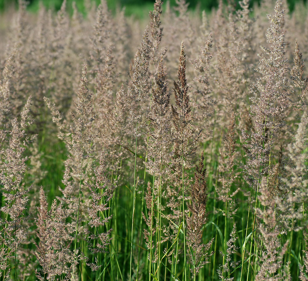 Изображение особи Calamagrostis epigeios.