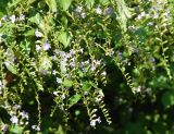 Duranta erecta