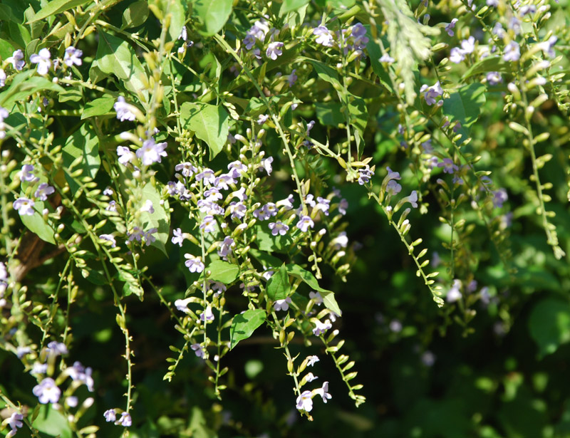 Image of Duranta erecta specimen.