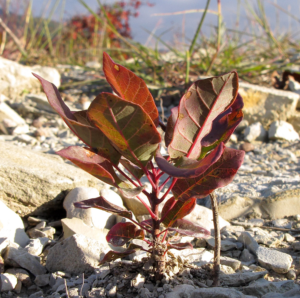 Image of Cotinus coggygria specimen.