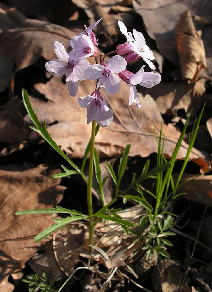 Image of Cardamine trifida specimen.