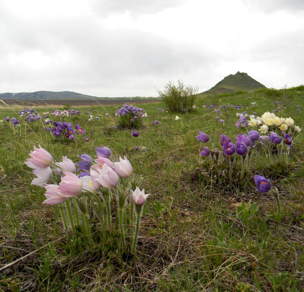 Изображение особи Pulsatilla multifida.