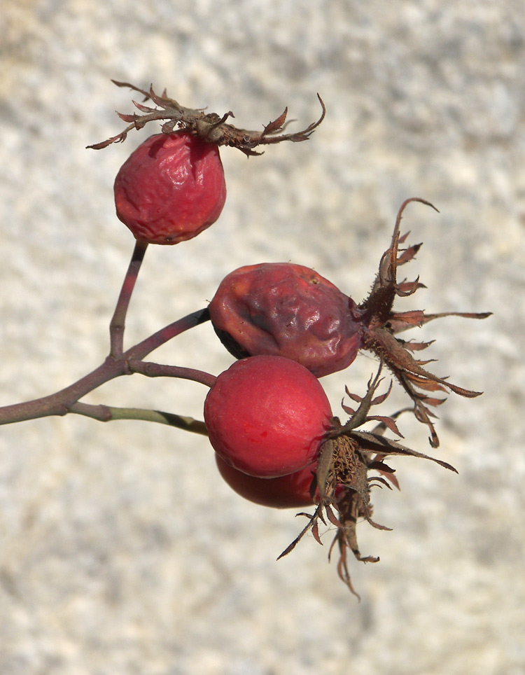 Image of Rosa afzeliana specimen.