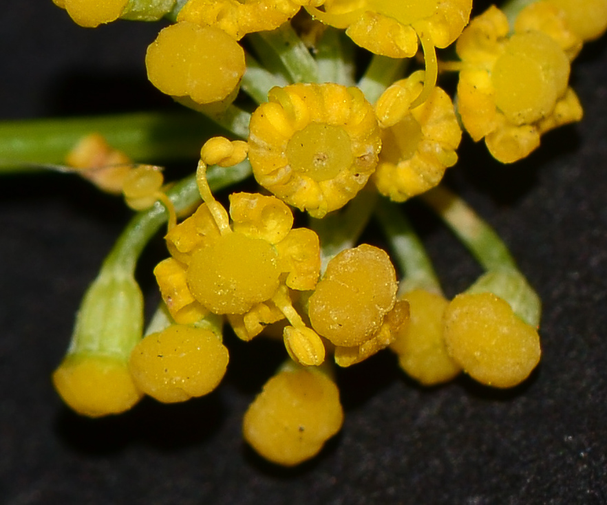 Изображение особи Foeniculum vulgare.