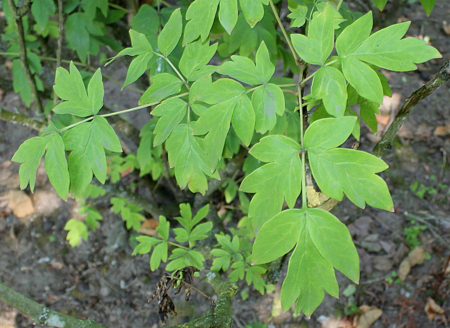 Image of Paeonia rockii specimen.