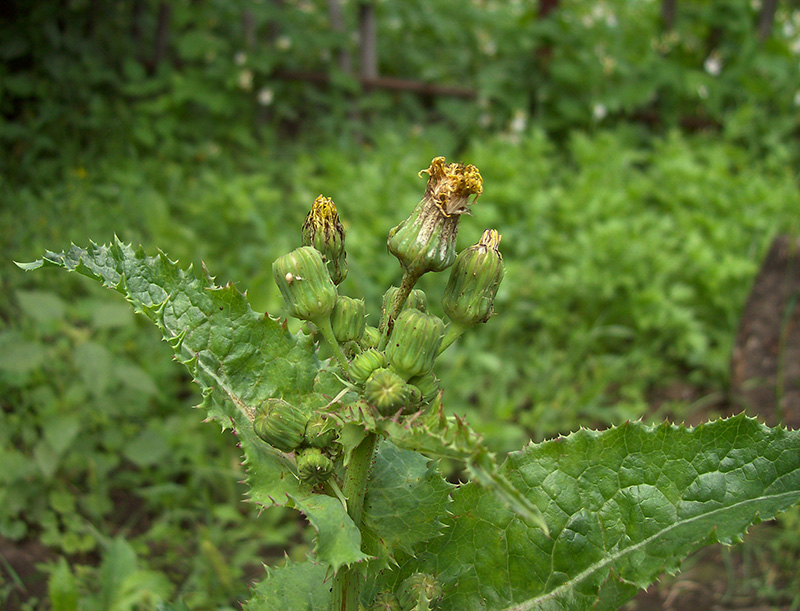 Image of Sonchus asper specimen.
