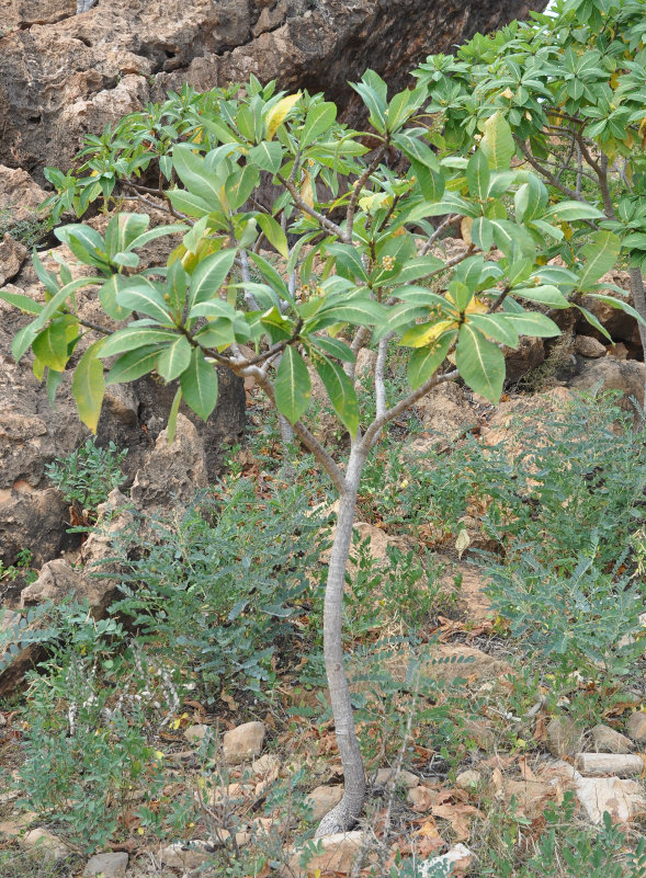 Изображение особи Jatropha unicostata.