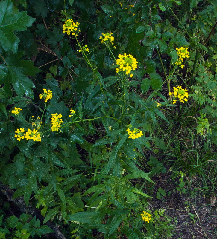 Image of Erysimum aureum specimen.