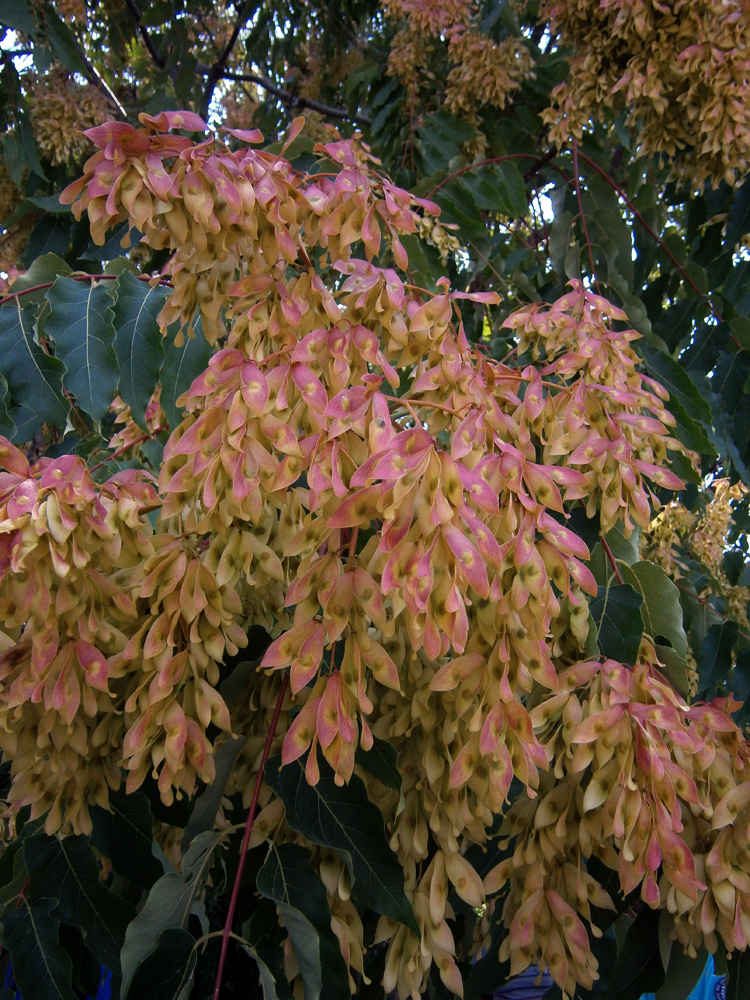 Изображение особи Ailanthus altissima.