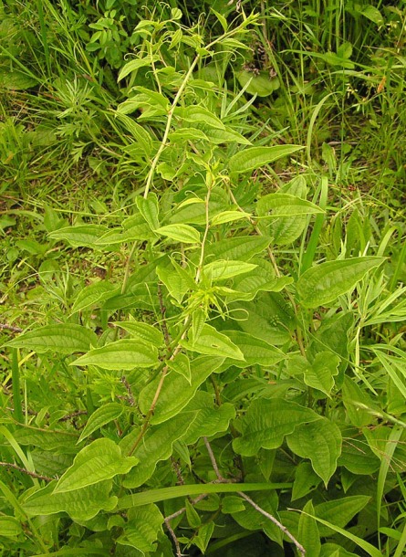 Image of Smilax maximowiczii specimen.