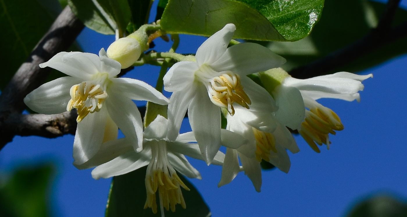 Image of Styrax officinalis specimen.