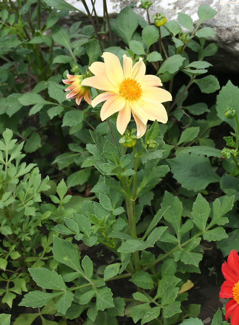 Image of Dahlia pinnata specimen.