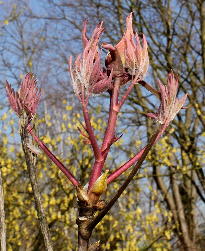 Image of Paeonia rockii specimen.