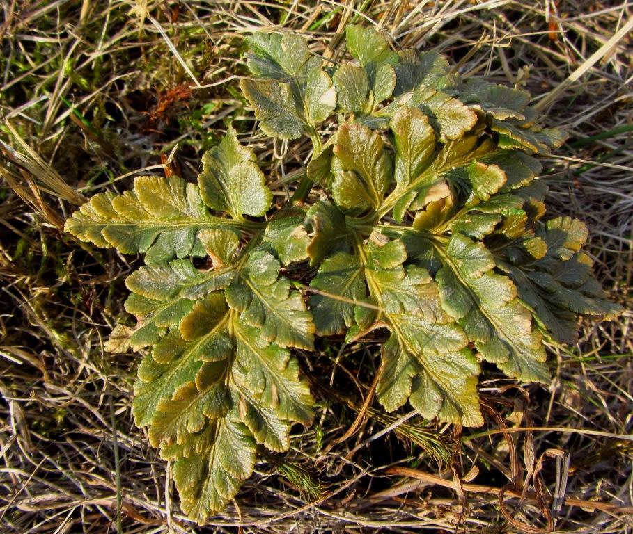 Изображение особи Botrychium robustum.