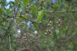 Philadelphus caucasicus