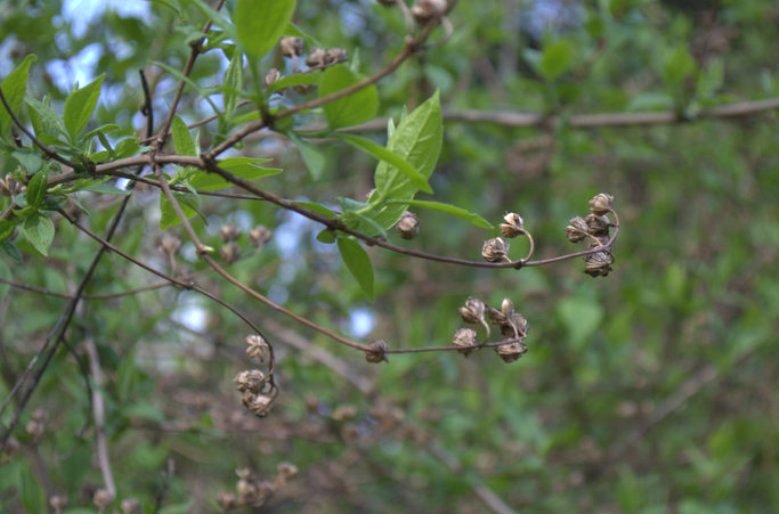 Изображение особи Philadelphus caucasicus.