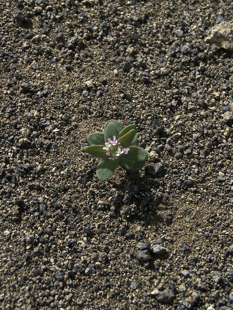 Изображение особи Aethionema arabicum.