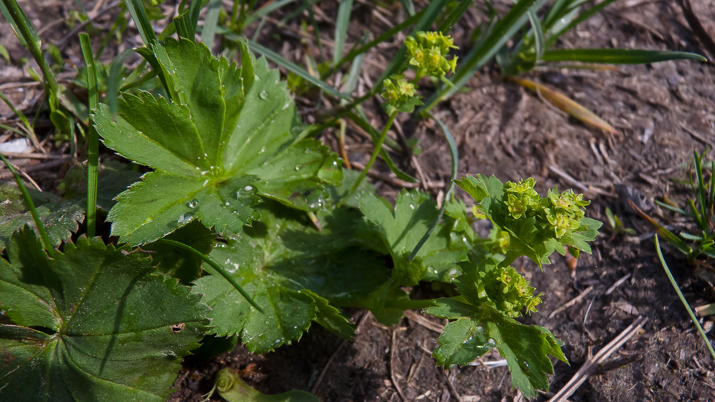 Изображение особи род Alchemilla.