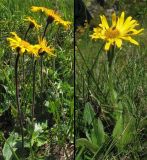 Arnica montana