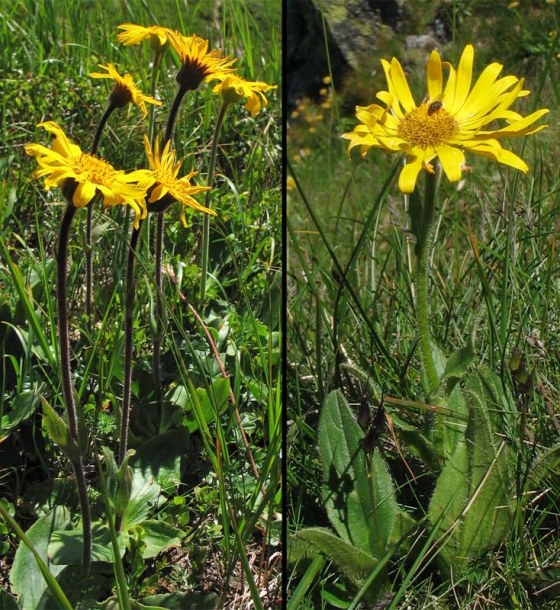 Image of Arnica montana specimen.