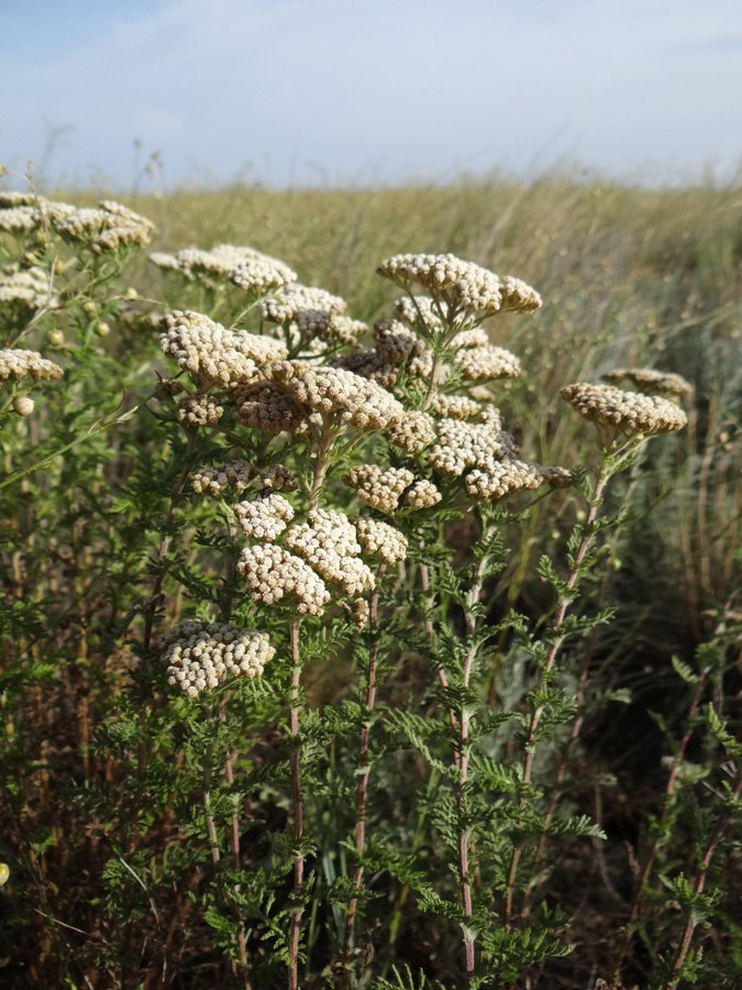 Изображение особи Achillea setacea.