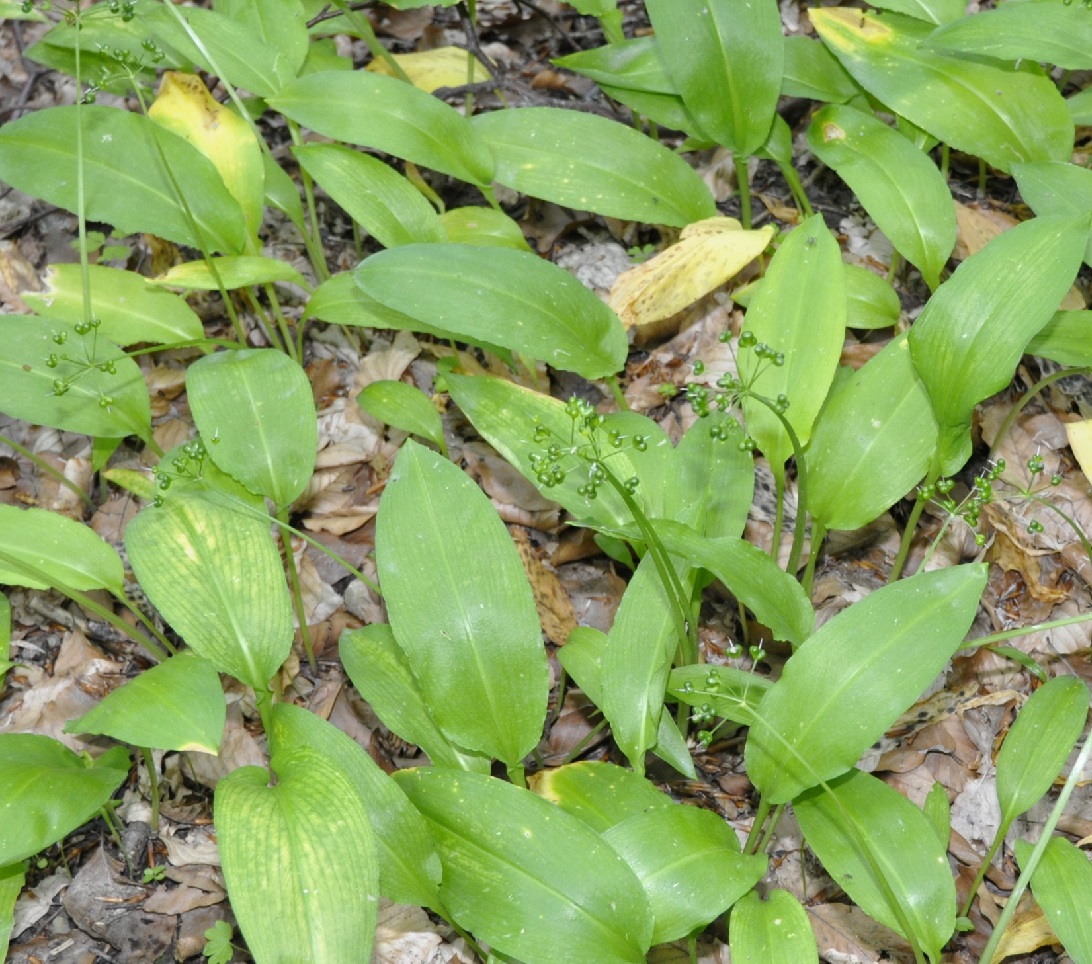 Image of Allium ursinum specimen.