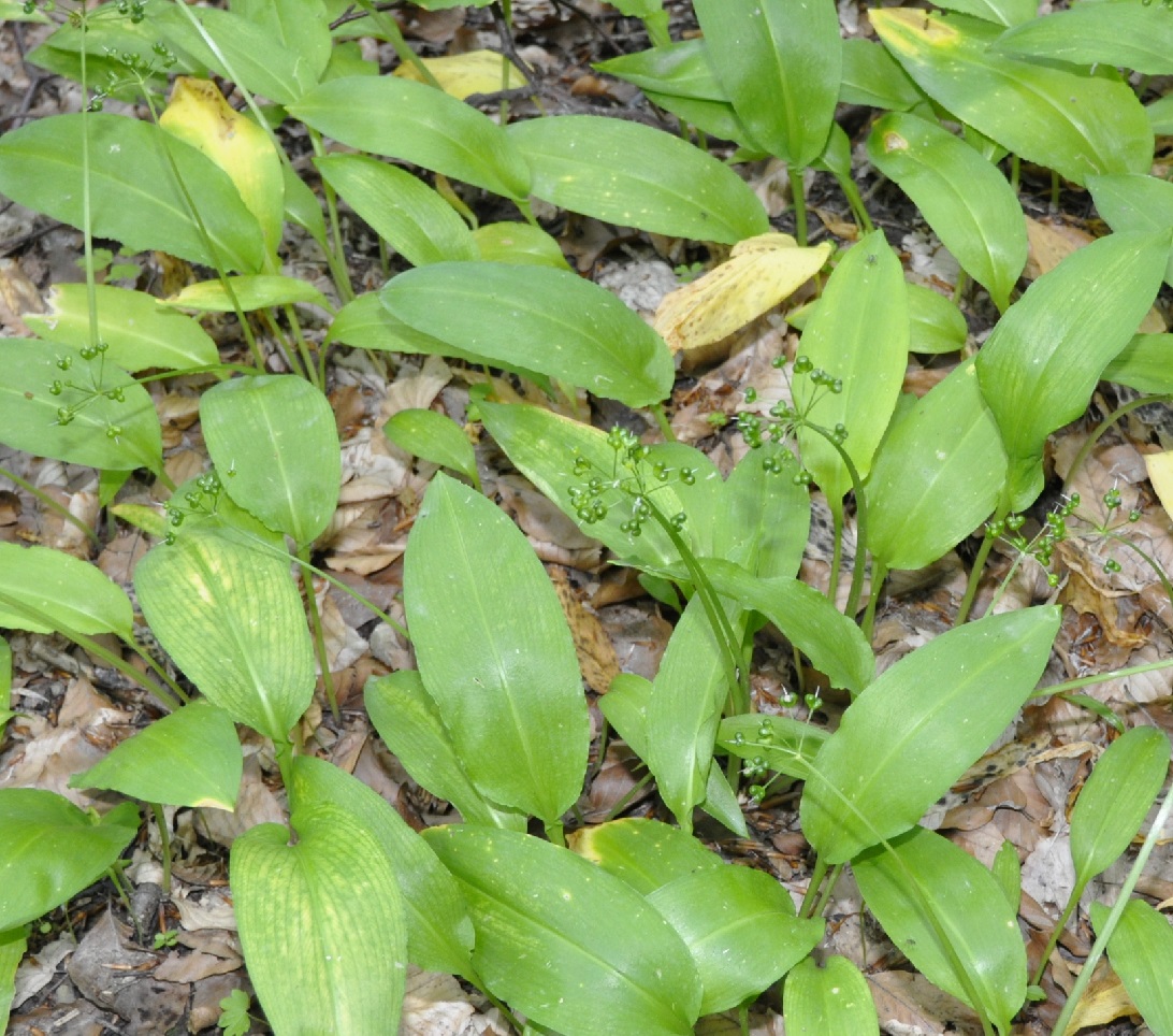 Изображение особи Allium ursinum.