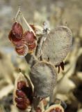 Fibigia clypeata. Верхушка побега с плодами. Южный берег Крыма, окр. Алушты, склон приморского холма. 22 августа 2013 г.