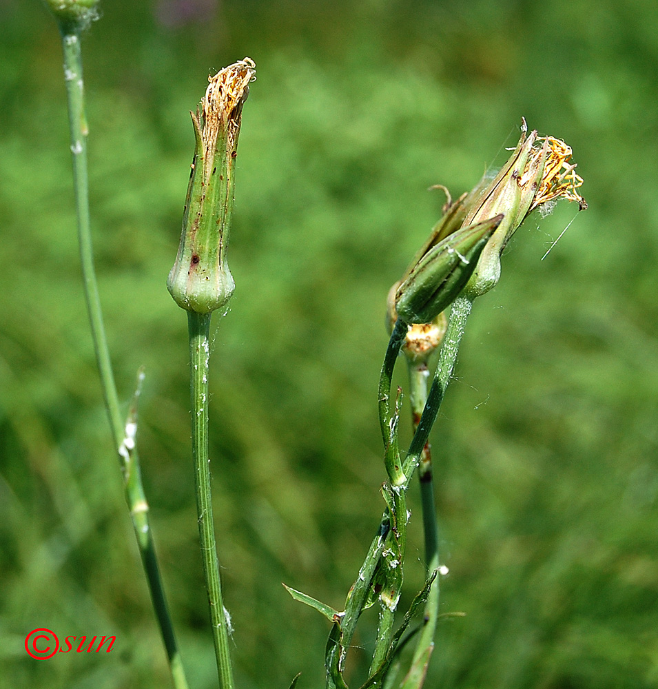 Изображение особи Tragopogon podolicus.