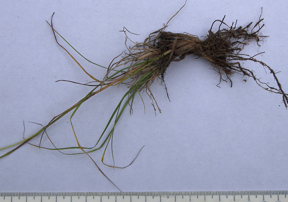 Image of Bromopsis variegata specimen.