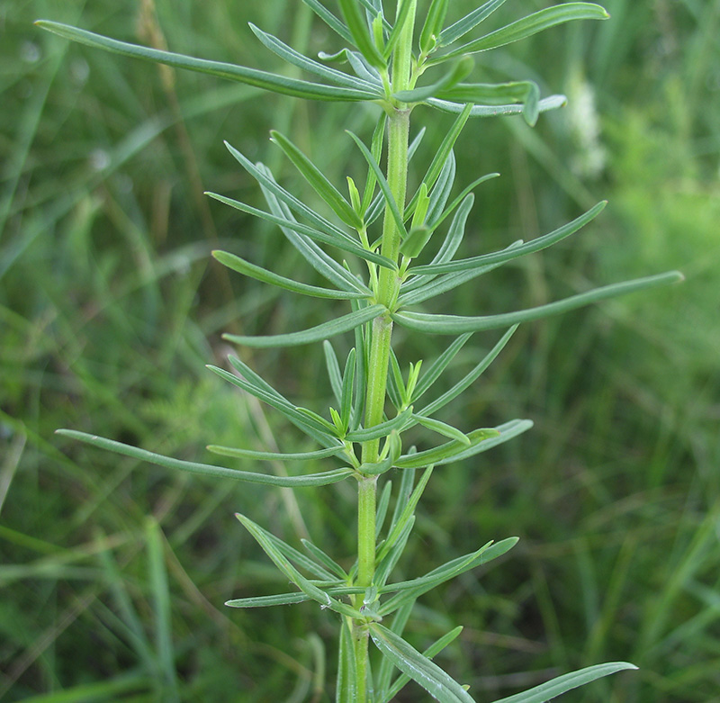 Изображение особи Dracocephalum ruyschiana.