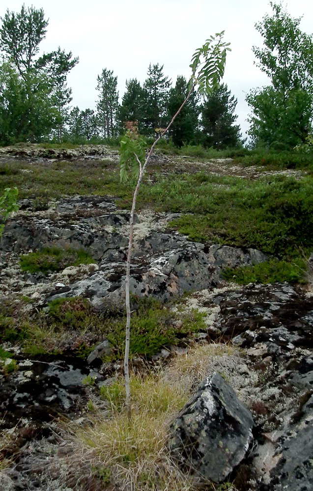 Image of Sorbus aucuparia ssp. glabrata specimen.