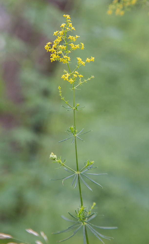 Изображение особи Galium verum.